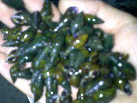 石上螺螄 石上螺螄