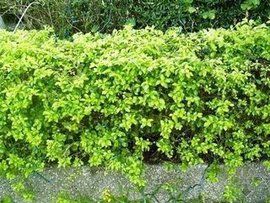 金葉假連翹 金葉假連翹