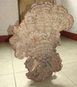 百年野生“抱石”靈芝 百年野生“抱石”靈芝