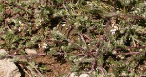 Artemisia pewzowi C. Winkl. 纖梗蒿