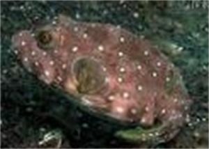 側頭凹鼻魨 側頭凹鼻魨