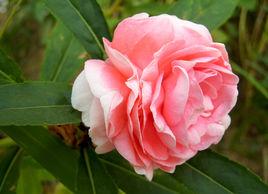茶花鳳仙 茶花鳳仙