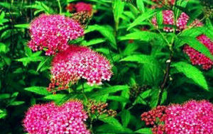 灌叢報春 灌叢報春