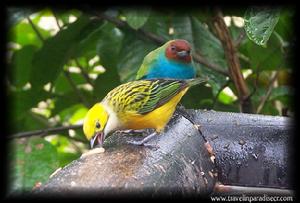 灰喉灌叢唐納雀