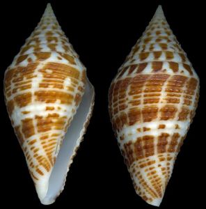 安德門茲芋螺 安德門茲芋螺