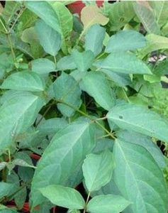 千張紙屬 千張紙屬