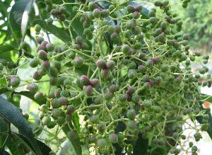 狹葉花椒 狹葉花椒