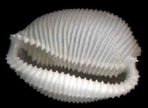 白光蛹螺 白光蛹螺