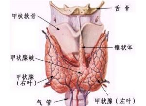 甲狀腺肌病圖片