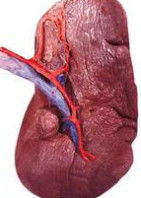 脾功能亢進 脾功能亢進