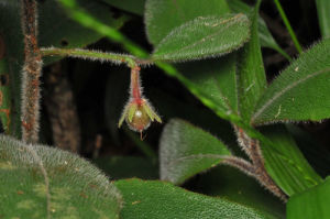 紫金牛亞科 紫金牛亞科