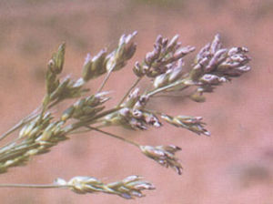 高粱球腔菌葉斑病 高粱球腔菌葉斑病