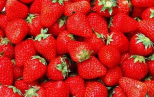 鄂爾多斯草莓園 鄂爾多斯草莓園