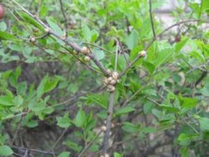 皺大球蚧 皺大球蚧