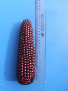 鄭黑糯2號 鄭黑糯2號