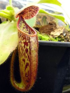 有腺豬籠草的捕蟲籠