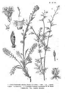 雲南亞麻薺 雲南亞麻薺