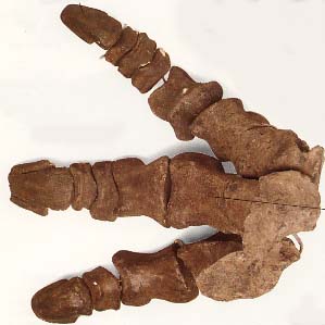 （圖）恐龍腳骨化石