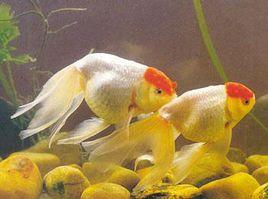 紅頭蛋鳳 紅頭蛋鳳