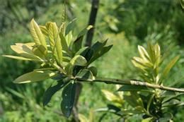 吊鐘山礬 吊鐘山礬