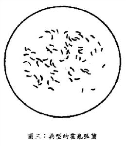 （圖）非01霍亂弧菌腸炎