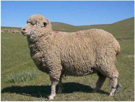 甘肅細毛羊 甘肅細毛羊