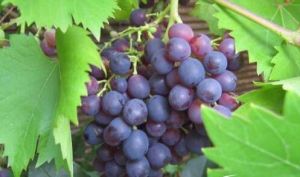 福優佳美 福優佳美