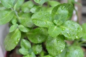 毛序棘豆 毛序棘豆