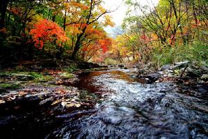 《我願意是急流》