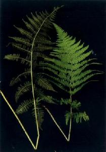 中華蹄蓋蕨 中華蹄蓋蕨