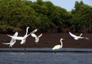 洪斗坡白鷺樂園 洪斗坡白鷺樂園