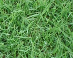 四花早熟禾 四花早熟禾