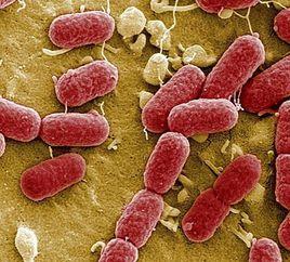 腸黏附性大腸桿菌 腸黏附性大腸桿菌