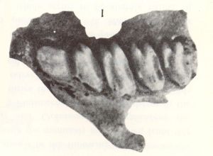 復齒擬鼠兔 復齒擬鼠兔