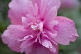 韓國國花 韓國國花