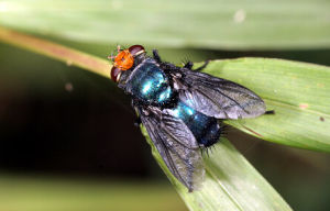 琉璃寄生蠅 琉璃寄生蠅