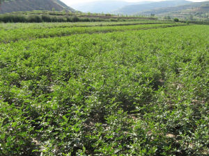 乾葛散[乾葛散]