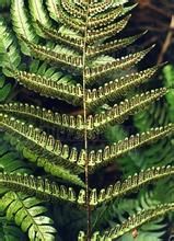 京鶴鱗毛蕨 京鶴鱗毛蕨