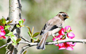 布氏攝蜜鳥 布氏攝蜜鳥