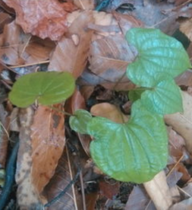 小花薯蕷 小花薯蕷