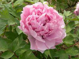 彩霞[芍藥屬栽培品種]