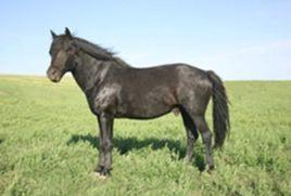 阿巴嘎黑馬 阿巴嘎黑馬