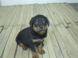 羅維納犬 羅維納犬