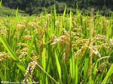 維管束植物水稻
