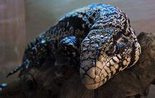 北部黑斑雙領蜥 北部黑斑雙領蜥