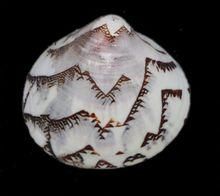 秀峰文蛤 秀峰文蛤