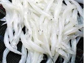 長江間銀魚 長江間銀魚