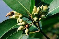 大葉桉果 大葉桉果