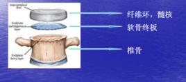 椎體終板 椎體終板