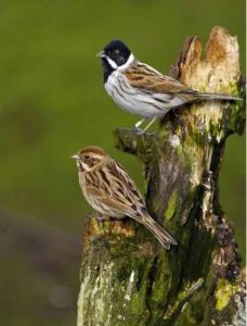 蘆鵐東北亞種 蘆鵐東北亞種
